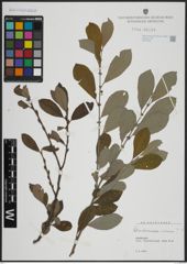 Foto von Salix atrocinerea Brot. x Salix cinerea L.